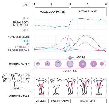 Esteroidogenesis ovarica pdf